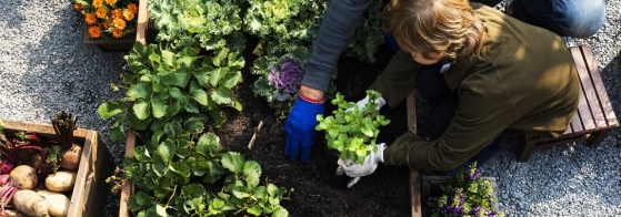 Vegetable gardening tips for beginners